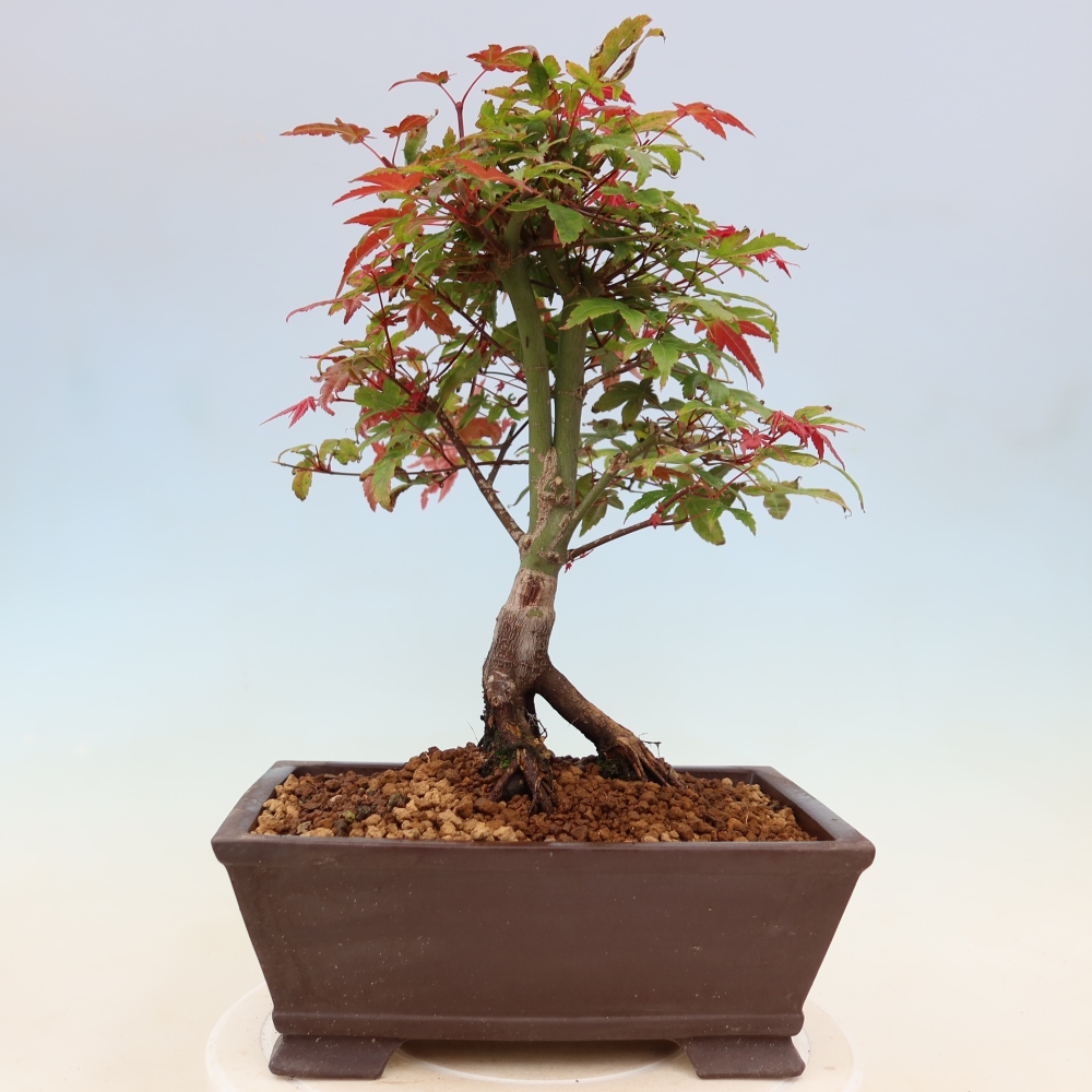 Javor poľný - Acer palmatum Beni Tsukasa