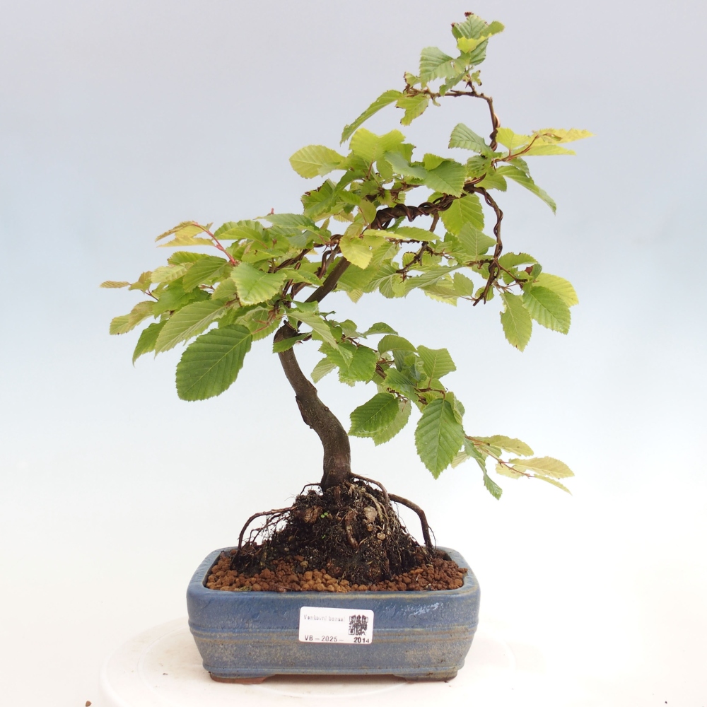 Vonkajší bonsai - Hrab obyčajný - Carpinus betulus
