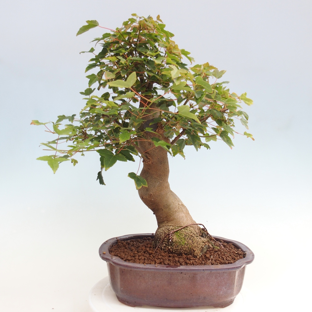 Vonkajšie bonsai - Javor Buergerianum - Javor Burgerův