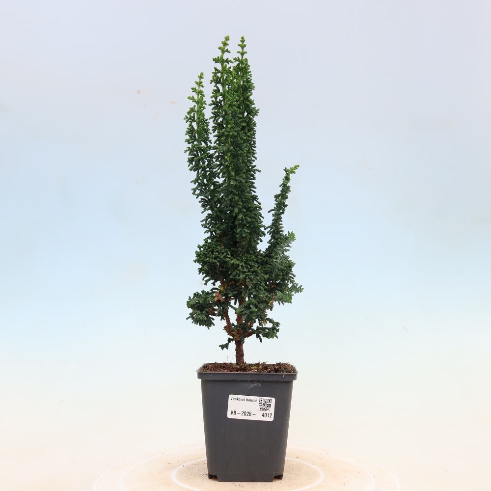Vonkajší bonsaj - Cham. obtusa SEKKA HINOKI - Cypruštek