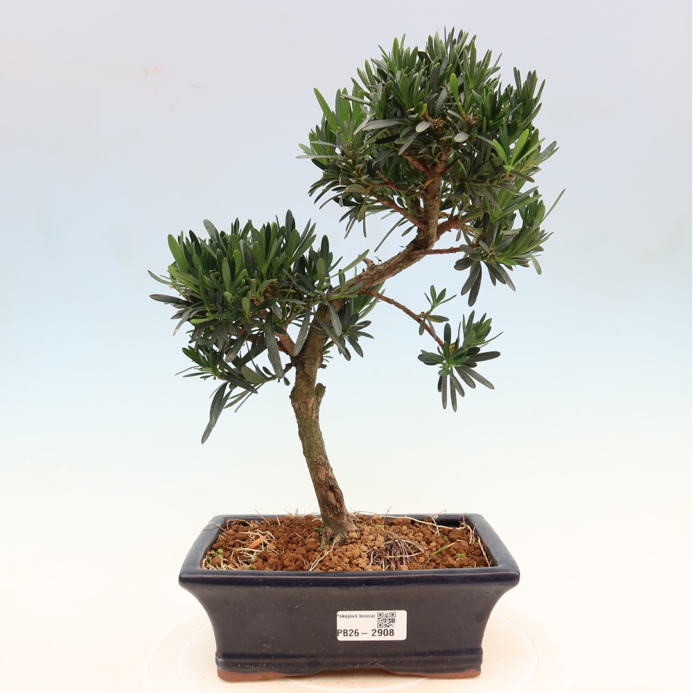 Izbové bonsaje - Podocarpus - Kamenný tis