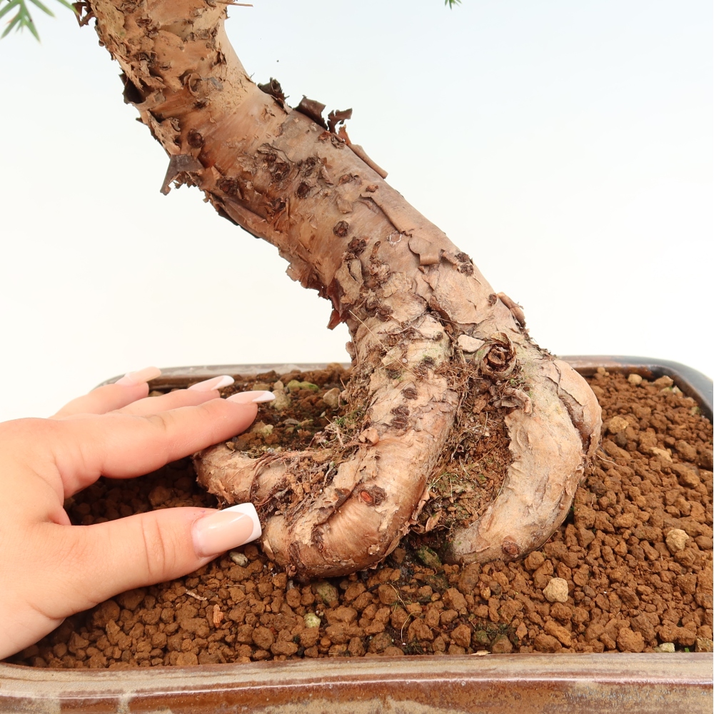 Izba bonsai – Araukária – izba smreček