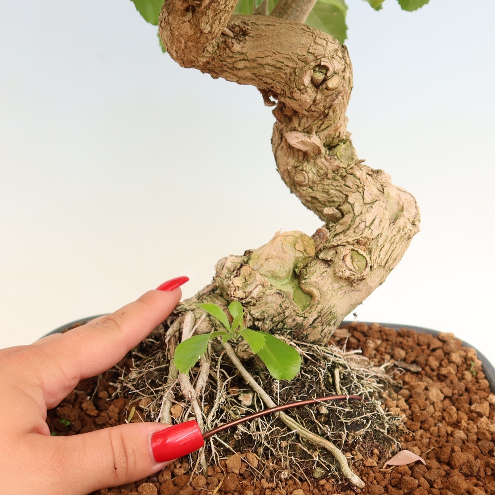 Izbový bonsaj - Duranta erecta Aurea