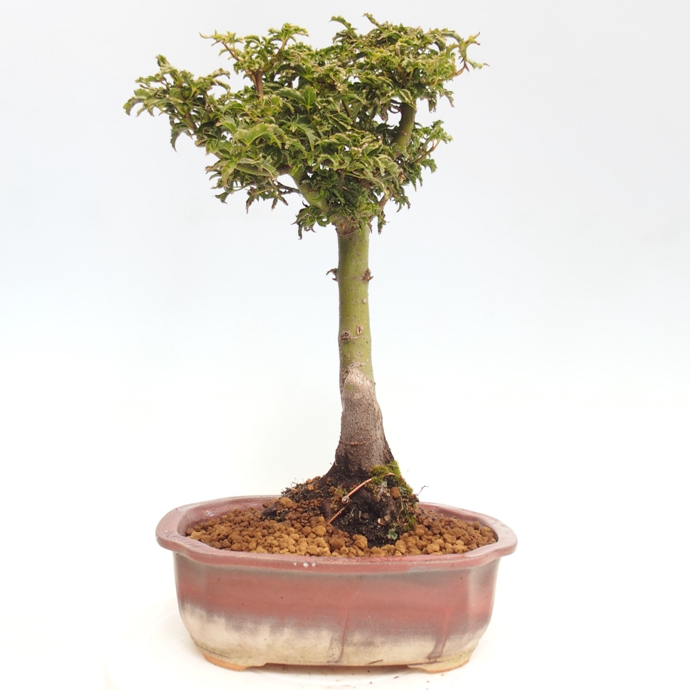 Vonkajší bonsai -Javor dlanitolistý Acer palmatum Shishigashira
