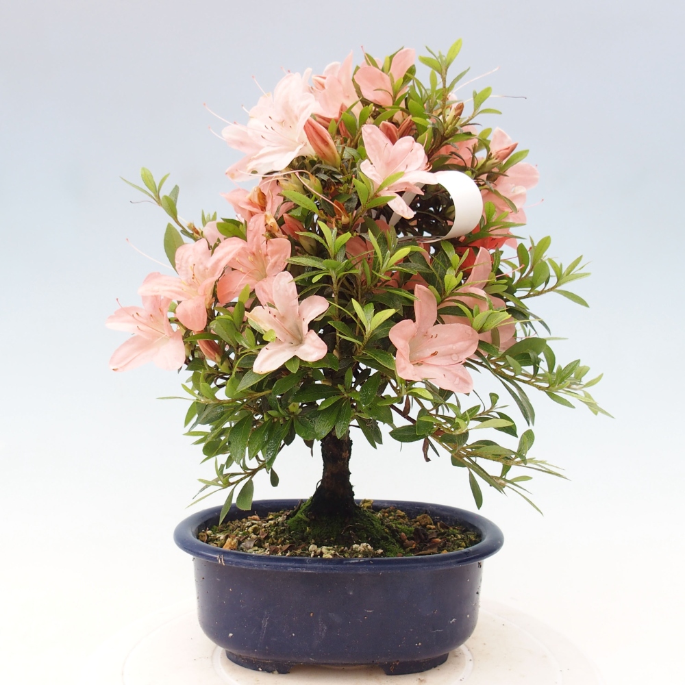 Vonkajší bonsai - Japonská azalka -  Azalea Nikko