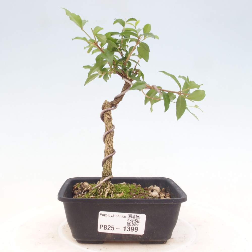 Izbová bonsai - Malpighia coccigera- Barbdorská čerešňa