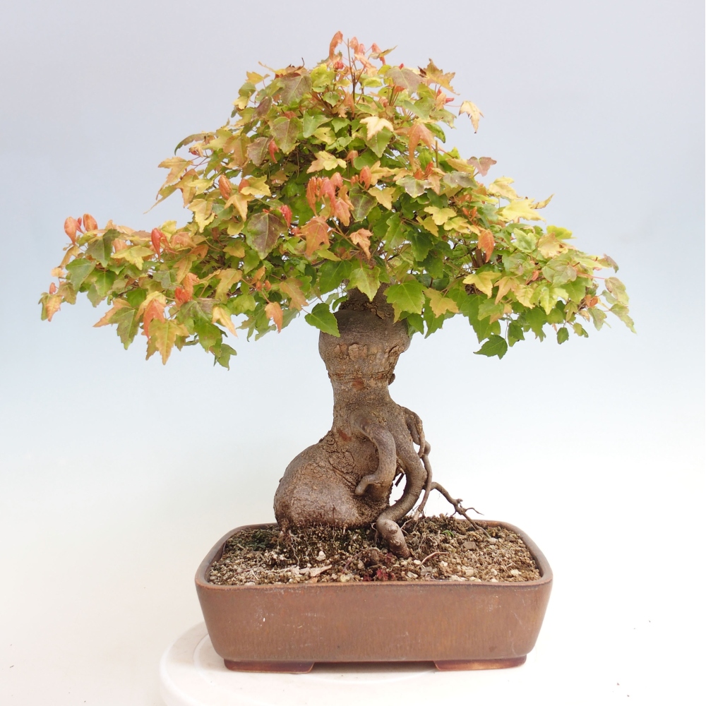 Vonkajšie bonsai - Javor Buergerianum - Javor Burgerův