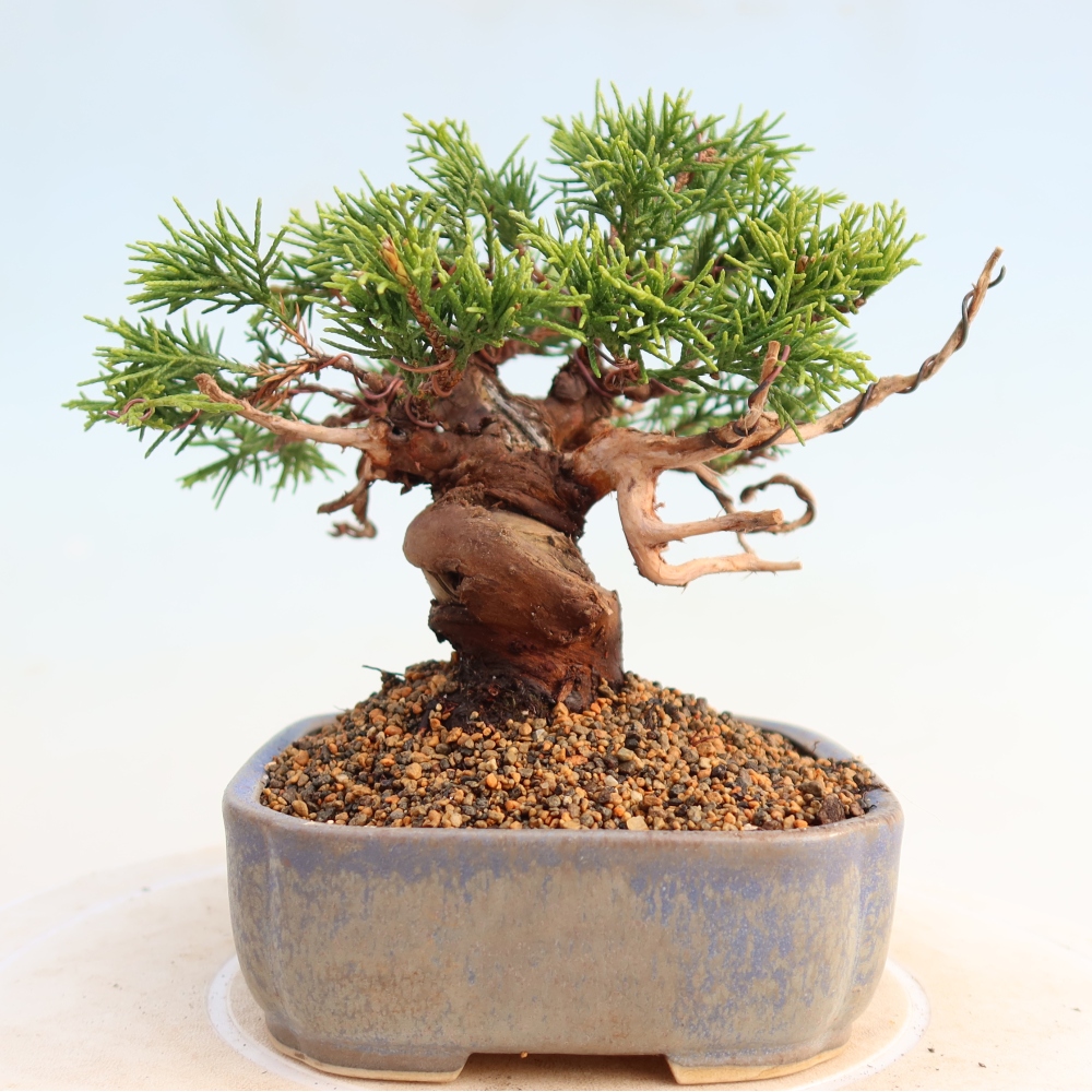 Vonkajší bonsai - Juniperus chinensis Itoigawa -Jalovec čínsky