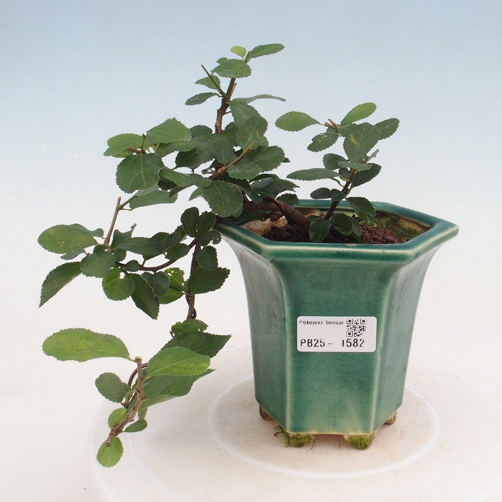 Izbová bonsai - Grewia occidentalis - Hviezdica levanduľová