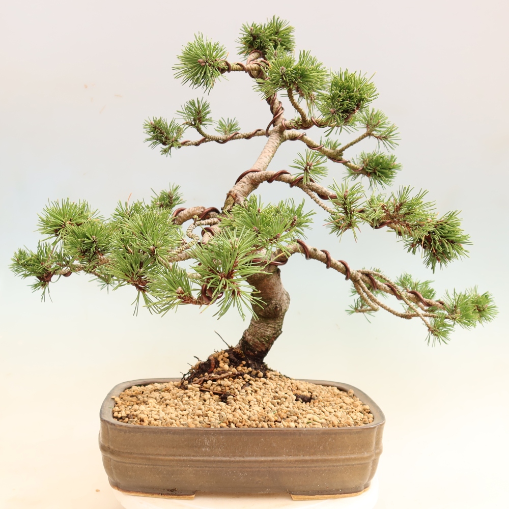 Vonkajšie bonsaje – Pinus mugo Humpy – borovica krivá
