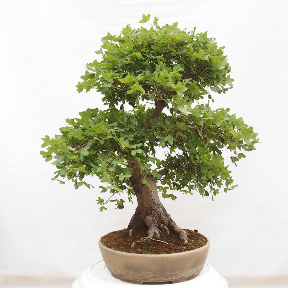 Vonkajší bonsai - Javor Francúzsky - Acer Nonspessulanum