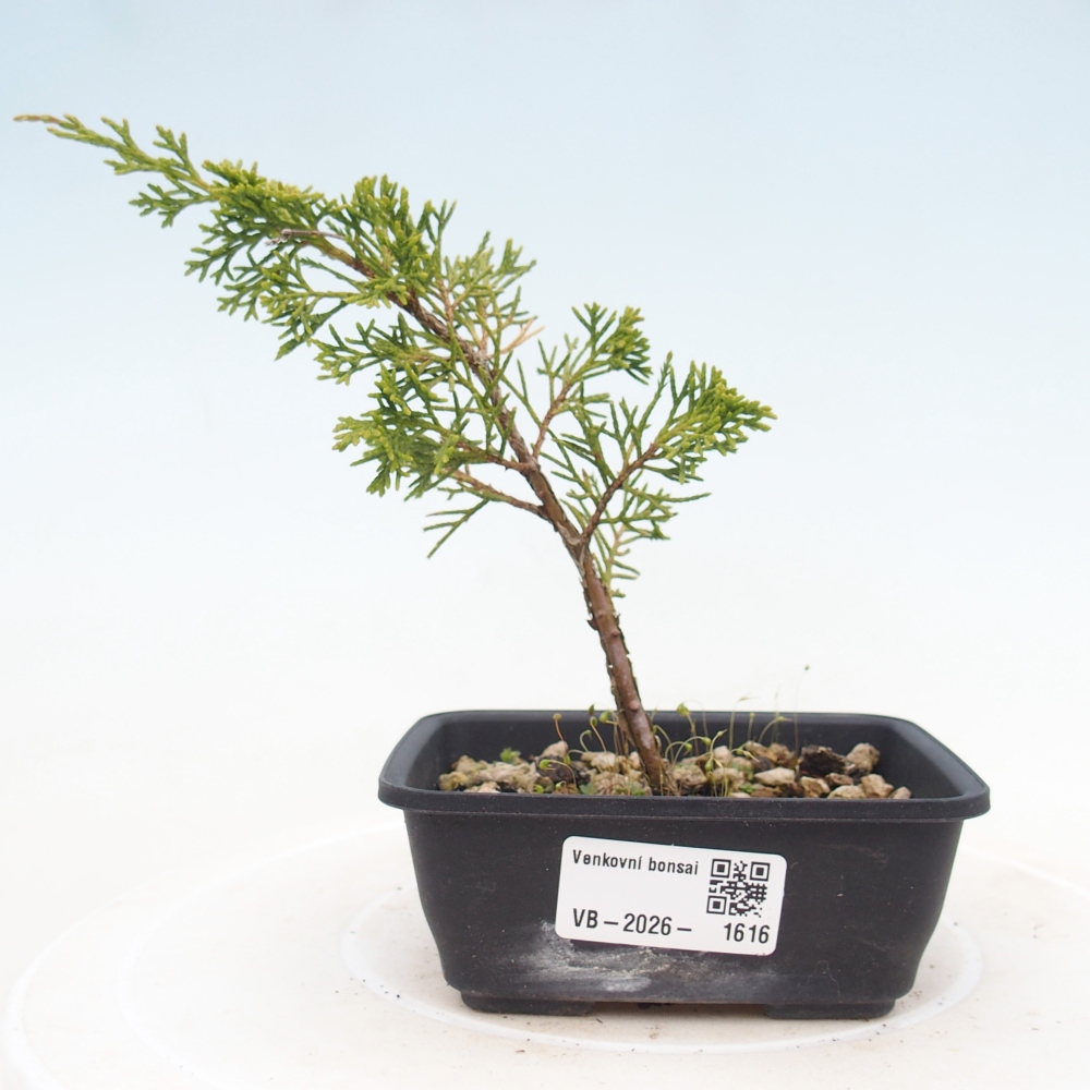 Vonkajší bonsaj - Juniperus chinensis Itoigawa