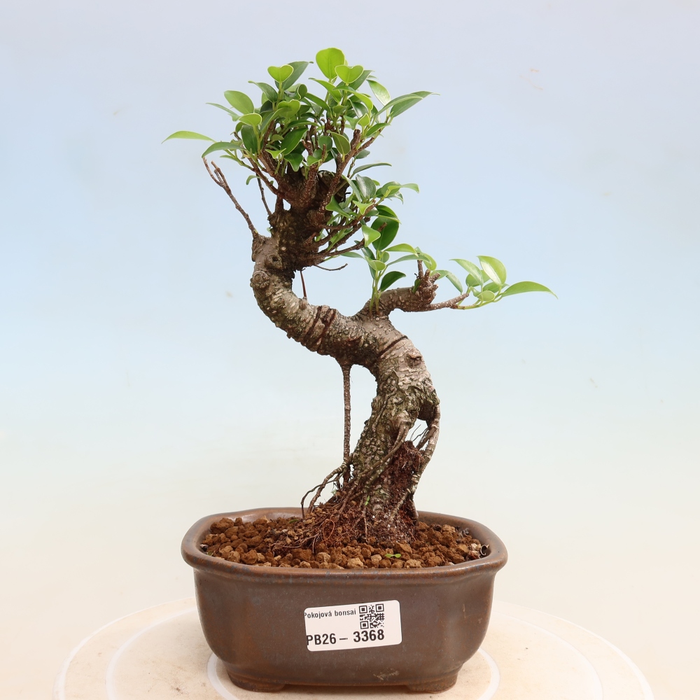 Izbové bonsaje - Ficus kimmen - drobnolistý fikus