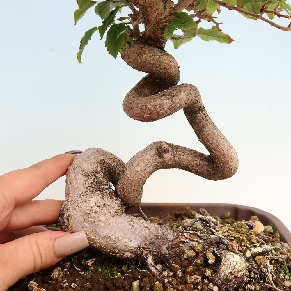 Vonkajšie bonsaje -Carpinus CARPINOIDES - Hrab kórejský