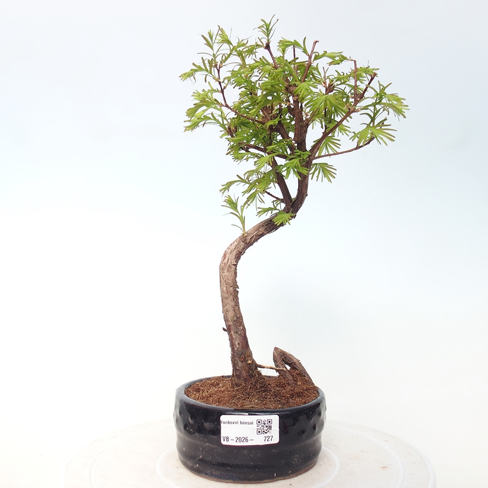 Vonkajšie bonsaje - Metasequoia glyptostroboides - čínska metasekvoja