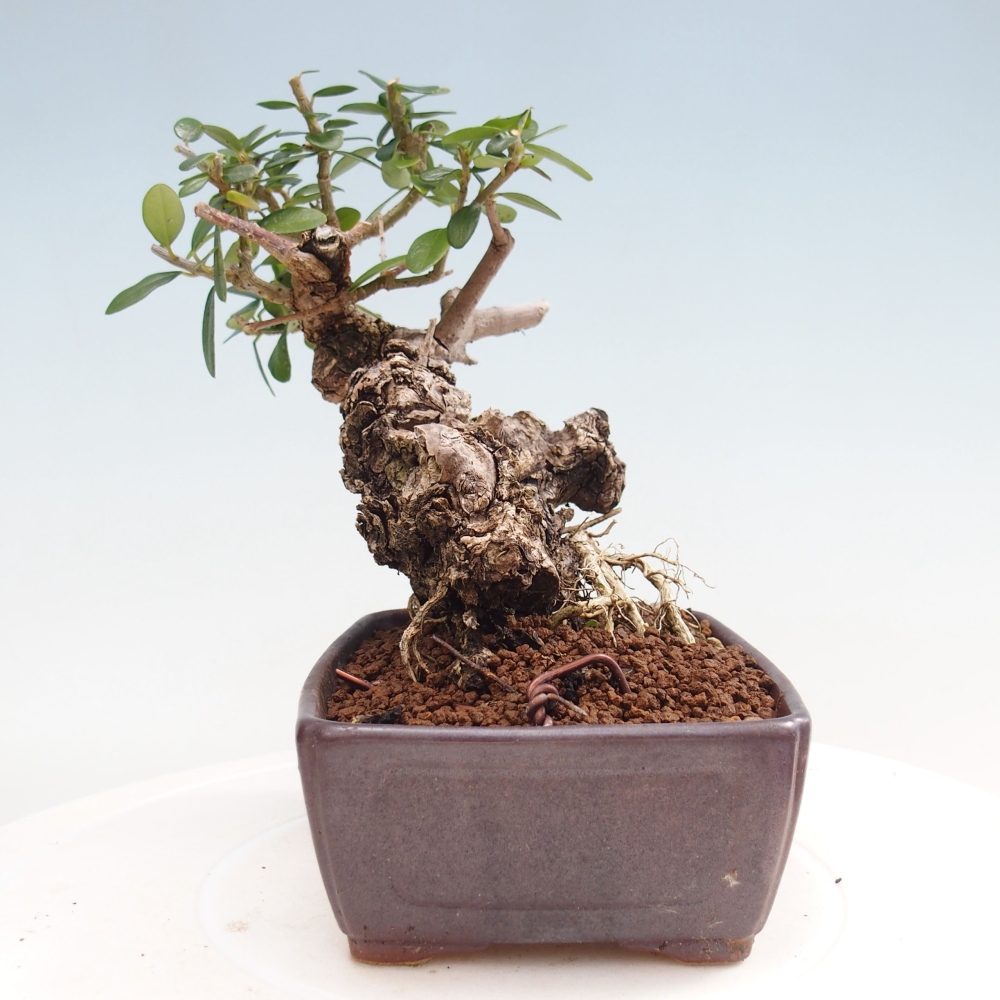 Izbová bonsai - Olea europaea sylvestris -Oliva evropská drobnolistá
