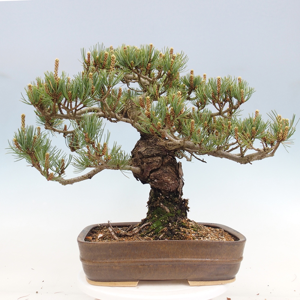 Vonkajšie bonsaje - Pinus parviflora - Pinus parviflora