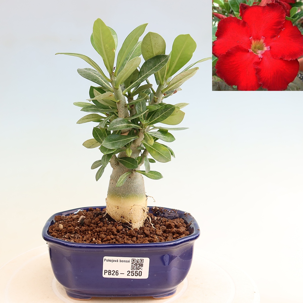 Izba bonsai – Adenium obesum Red Star – Púštna ruža
