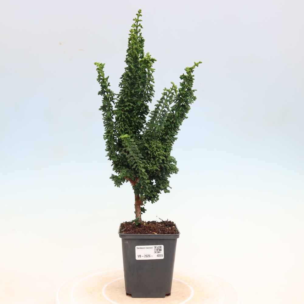 Vonkajší bonsaj - Cham. obtusa SEKKA HINOKI - Cypruštek