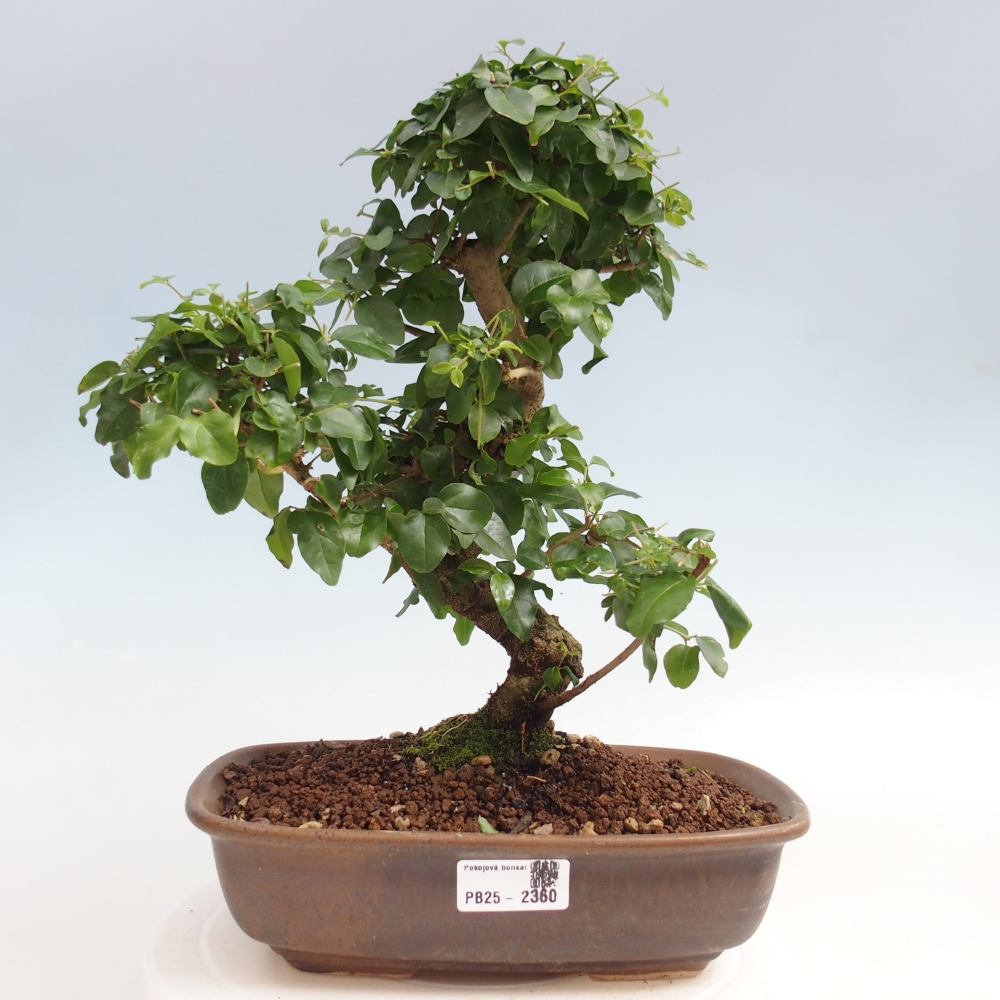 Izbová bonsai -Ligustrum chinensis - Vtáčí zob