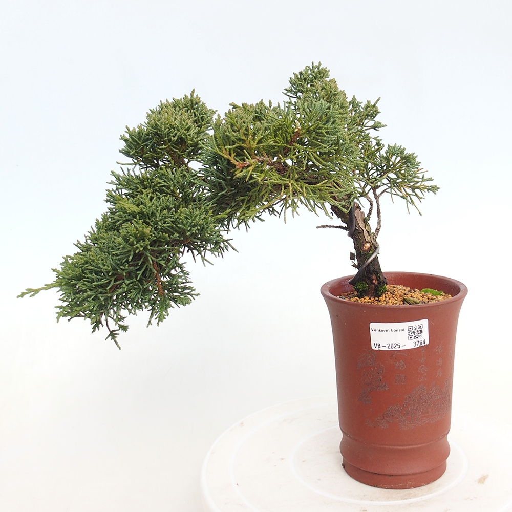 Vonkajší bonsaj - Juniperus chinensis Kishu