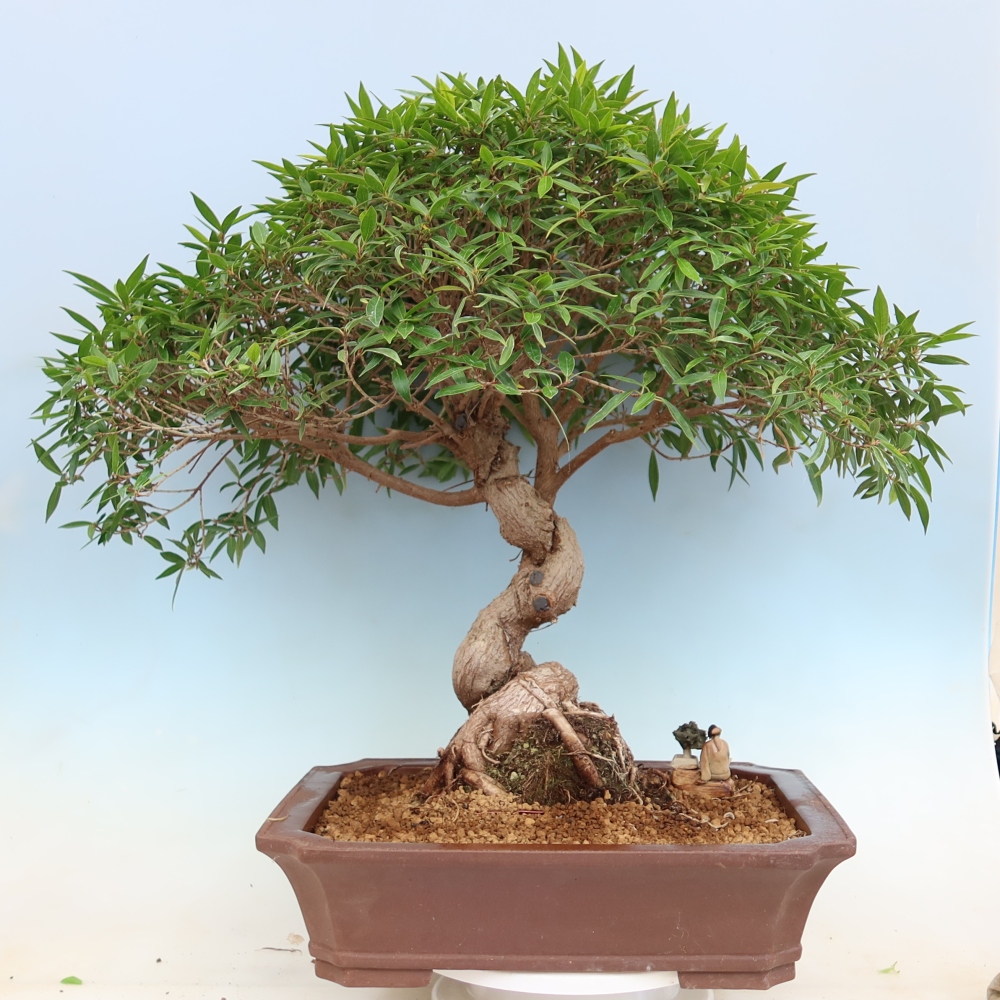 Izbové bonsaje - Ficus nerifolia - fíkus drobnolistý