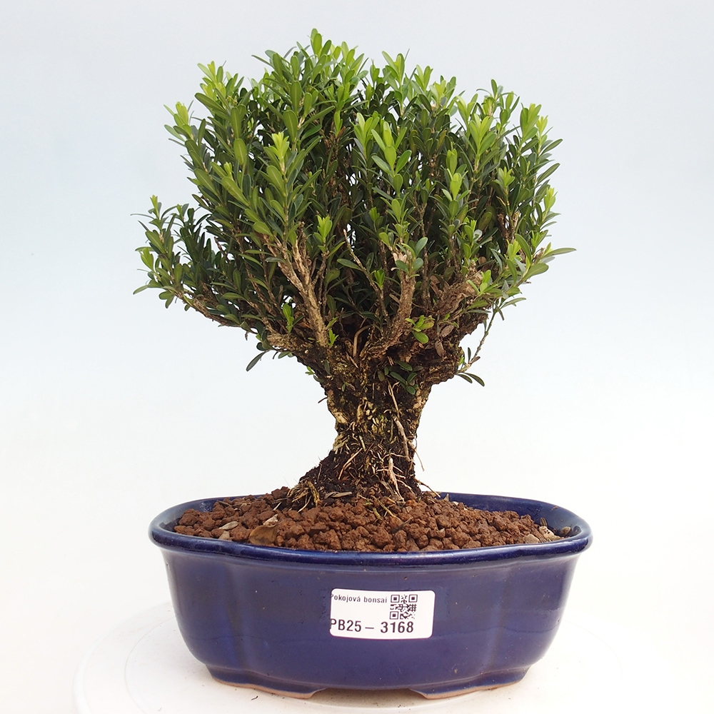 Izbová bonsai - Buxus harlandii - korkový buxus