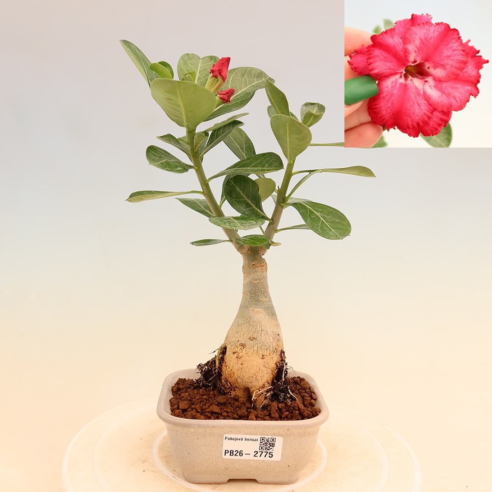 Izba bonsai – Adenium obesum, štepené V.F.S.326 – Púštna ruža