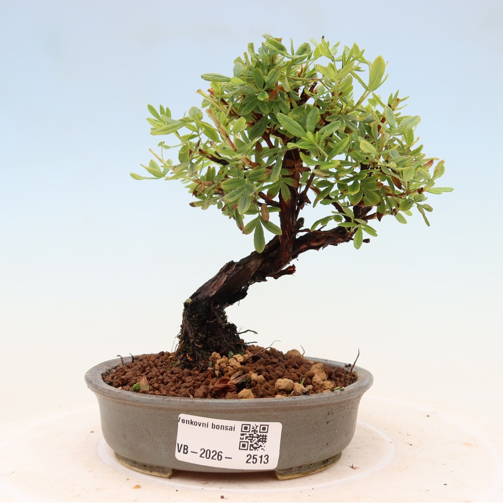 Vonkajšie bonsaje - Potentila fruticosa