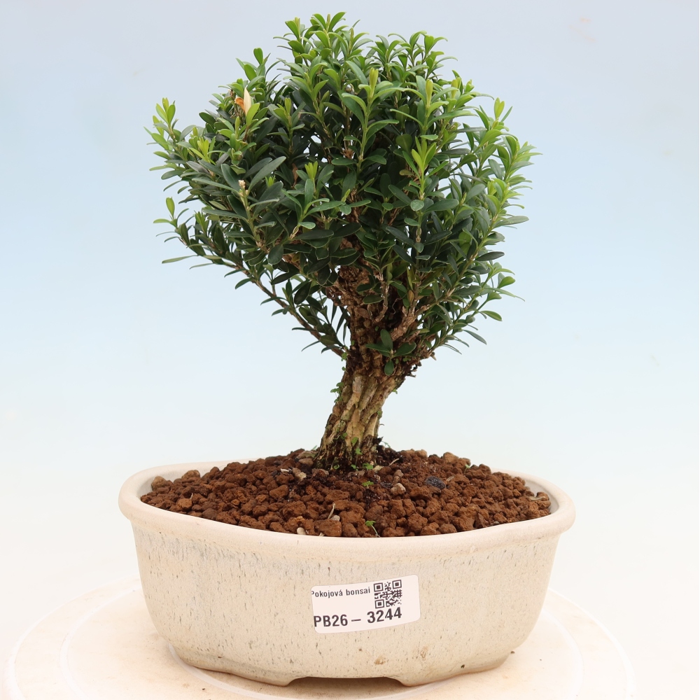 Izbové bonsaje - Buxus harlandii - korkový buxus