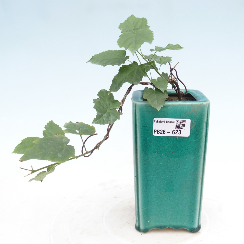 Izbový bonsaj - Abutilon Big Bell - Cloudberry