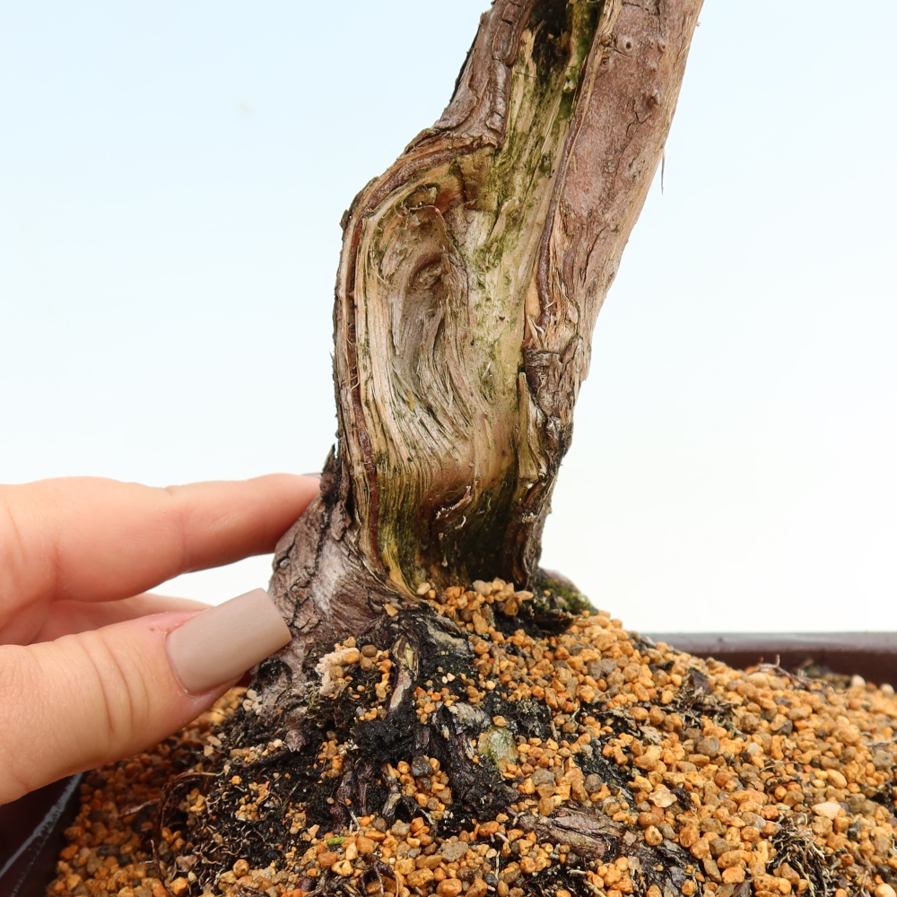 Vonkajší bonsai – Juniperus chinensis Itoigawa – čínsky jalovec