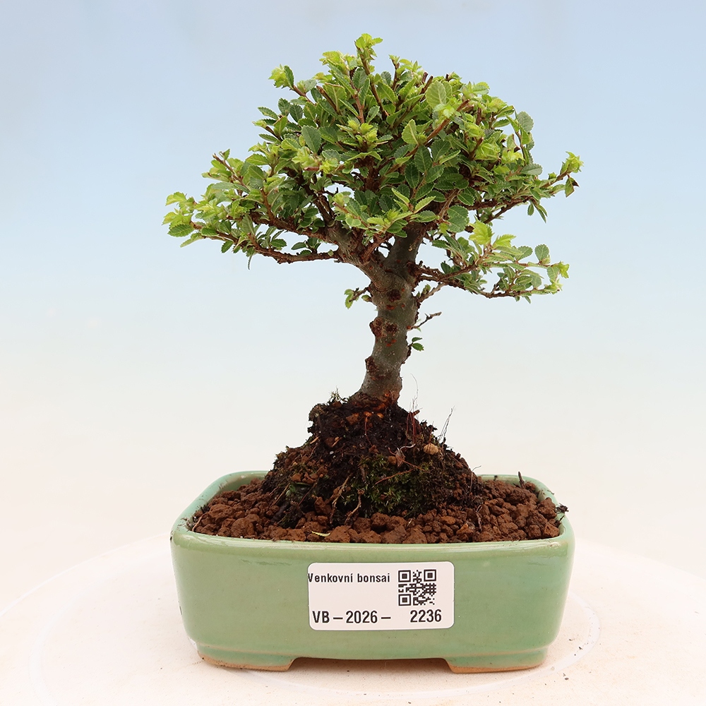 Vonkajší bonsai - Ulmus parvifolia Sagei - Malolistý brest