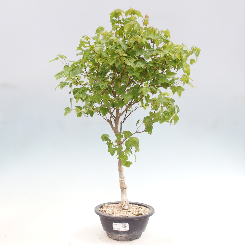 Vonkajšia bonsaj - Acer Buergerianum - Hamburgerový javor