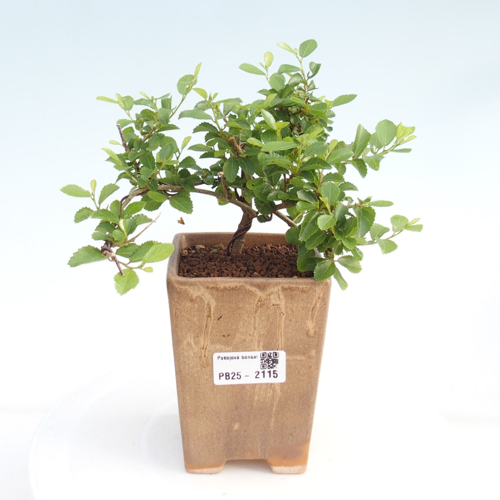 Izbová bonsai - Grewia occidentalis - Hviezdica levanduľová