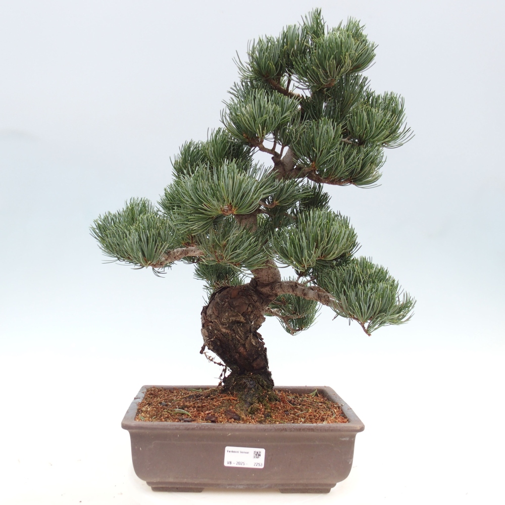 Vonkajšie bonsai - Pinus parviflora - Borovica drobnokvetá