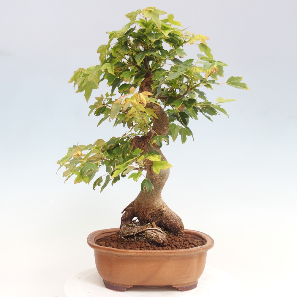 Vonkajšie bonsai - Javor Buergerianum - Javor Burgerův