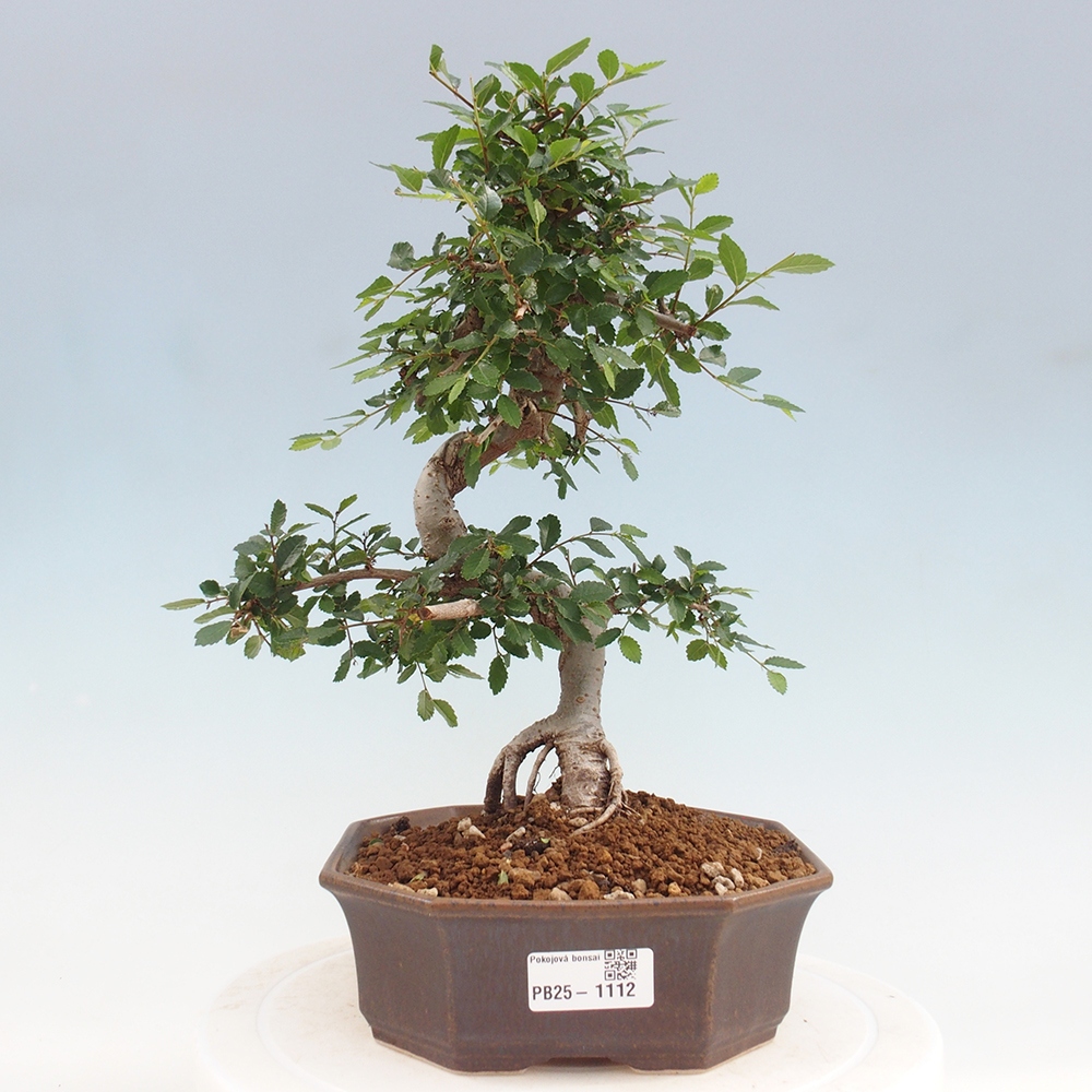 Izbová bonsai - Ulmus parvifolia - Malolistý brest