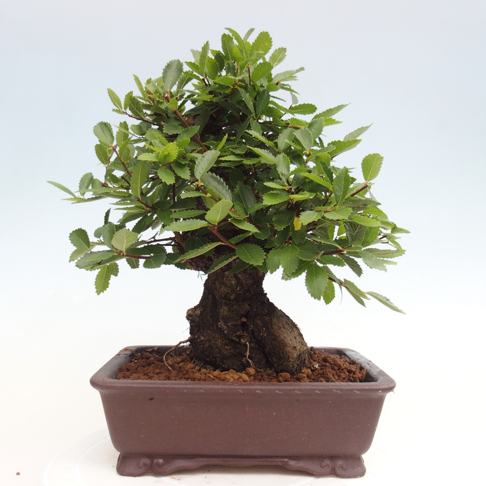 Vonkajšie bonsai - Zelkova - Zelkova Nirom
