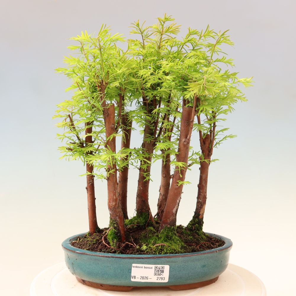 Vonkajší bonsai – Metasequoia glyptostroboides – čínska metasekvoja – hájik