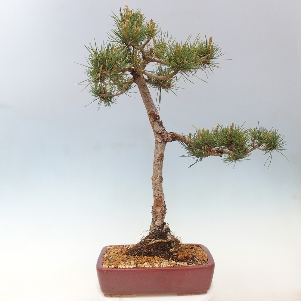 Vonkajšie bonsai - Pinus Sylvestris - Borovica lesná