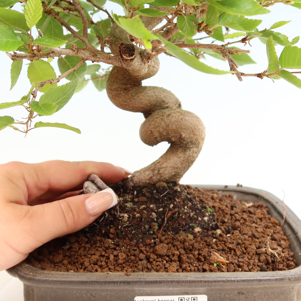 Vonkajší bonsaj -Carpinus coreana - Hrab kórejský