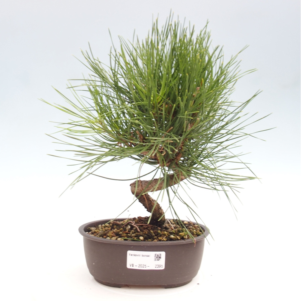 Vonkajší bonsai - Pinus thunbergii - Borovica thunbergova
