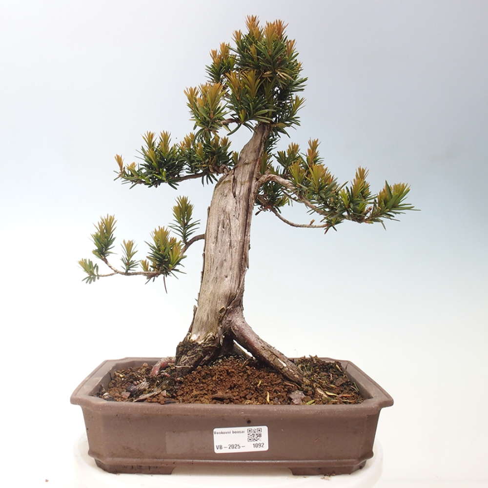 Vonkajší bonsai - Taxus cuspidata - Tis japonský