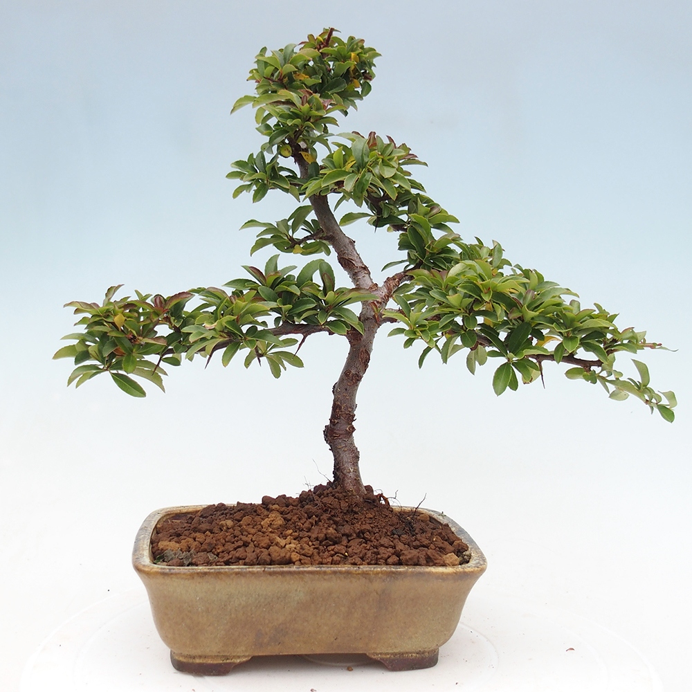 Vonkajšie bonsaje-Pyracantha Teton -Hlox