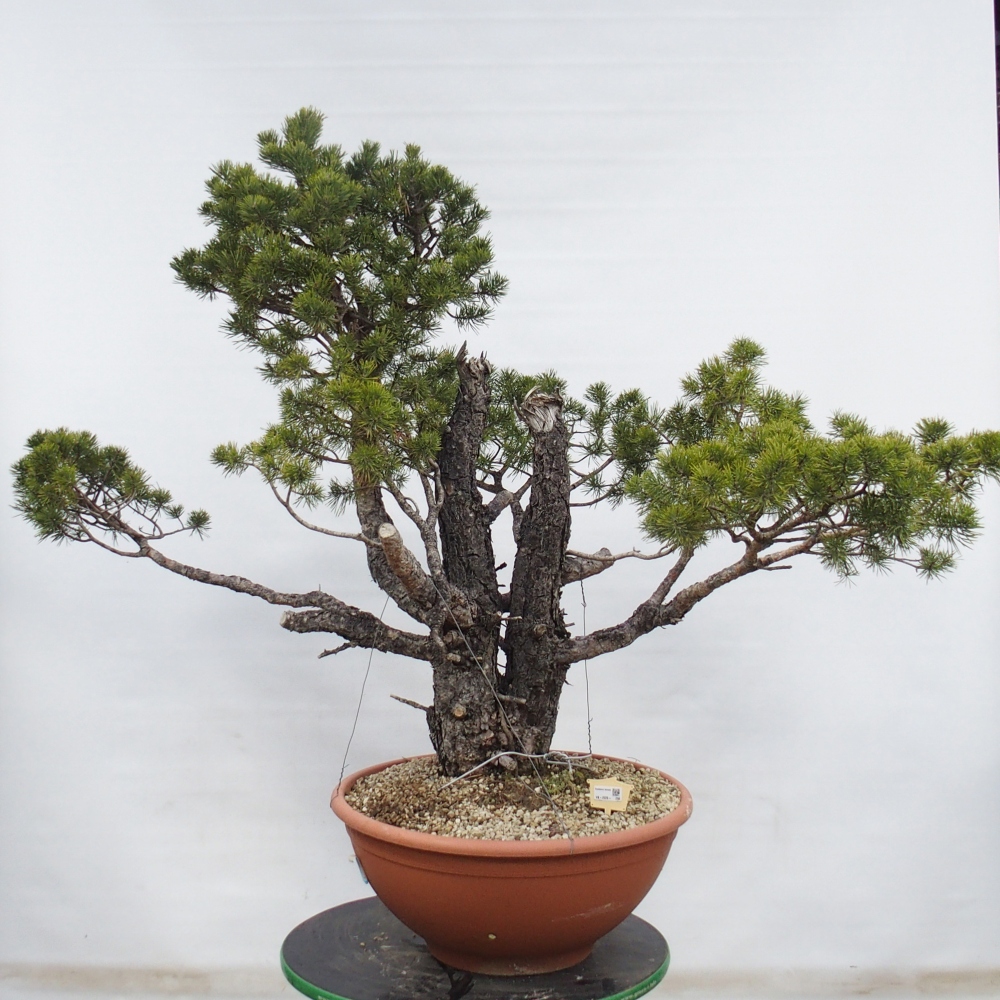 Yamadori - Pinus sylvestris Španielsko