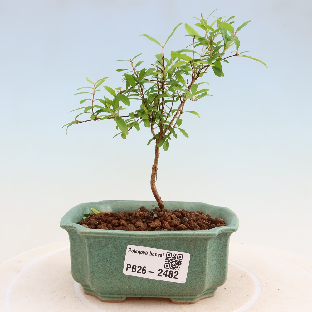 Izbový bonsaj-PUNICA granatum nana-Granátové jablko
