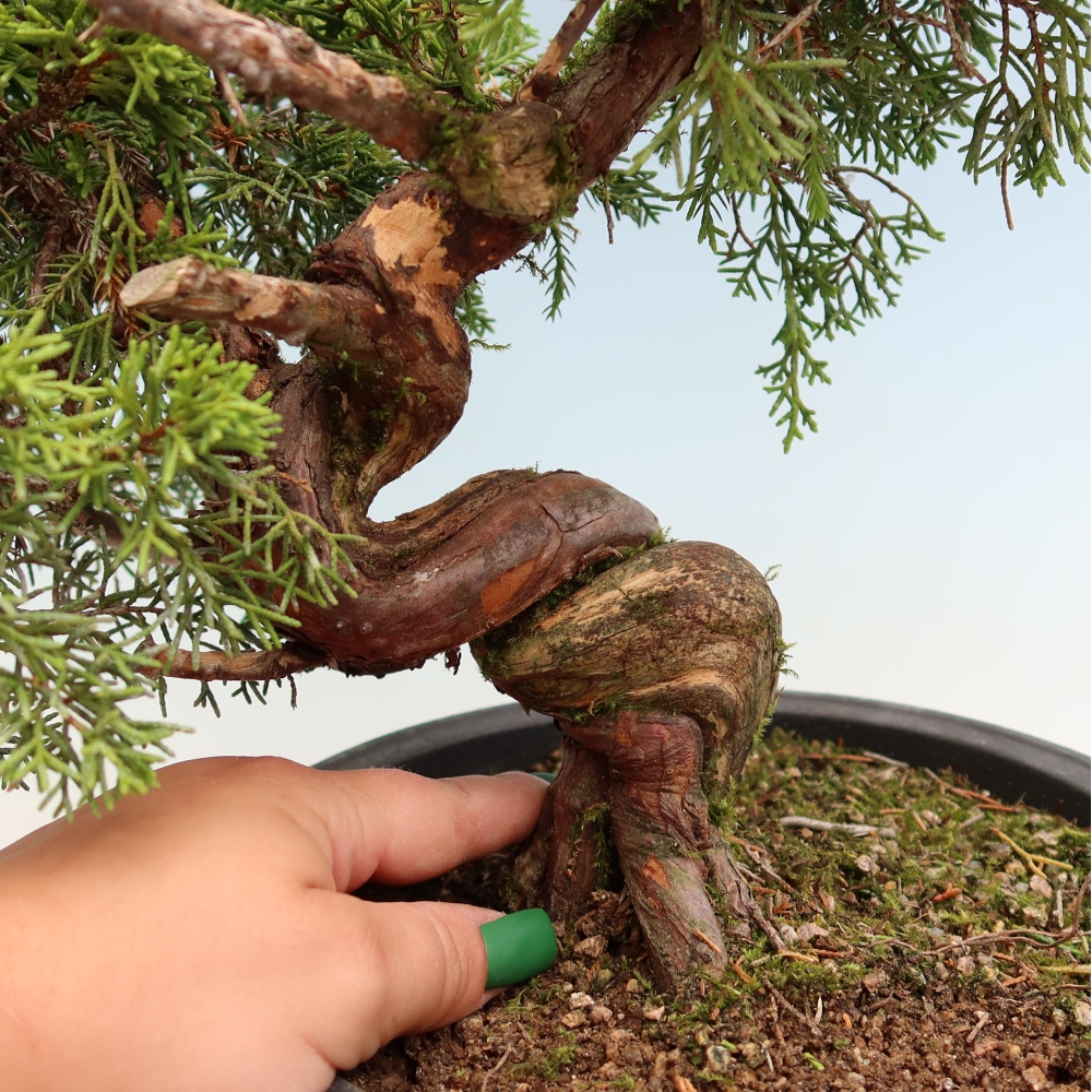 Vonkajší bonsai – Juniperus chinensis Itoigawa – čínsky jalovec