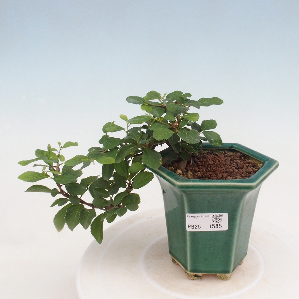 Izbová bonsai - Grewia occidentalis - Hviezdica levanduľová