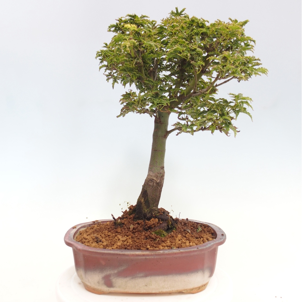 Vonkajší bonsai -Javor dlanitolistý Acer palmatum Shishigashira
